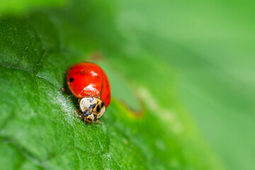 coccinelle Macro