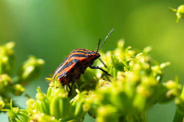 Gendarme sur une fleur