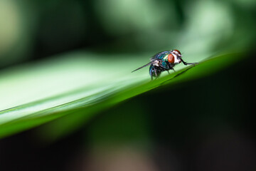 LA MOUCHE SUR UNE FEUILLE