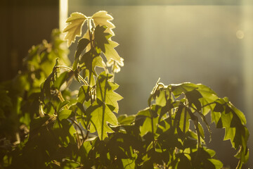 Zimmerpflanze von hinten beleuchtet mit Sonnigen Schatten