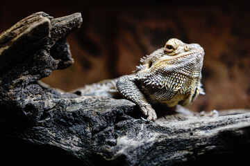 bearded dragon lizard on log closeup