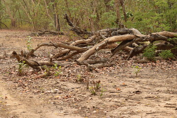 Fototapeta na wymiar dried tree trunk by the jungle road