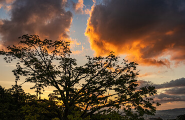 Beautiful and colorful sunset behind a tree. Background landscape