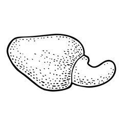 Cashew nut with fetus. Vector engraving black vintage illustration