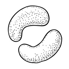 Two whole cashew nuts. Vector engraving black vintage illustration. Isolated on white