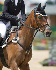 Obraz premium horse portrait wit horse back rider cropped show jumping competition with show jumper holding reins horse with tape on nose for respirator assistance with breathing english tack bridle and martingale 