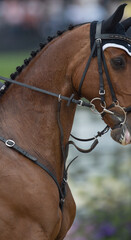 horse portrait of show jumping bay jumper being ridden in english bridle and martingale tack with...