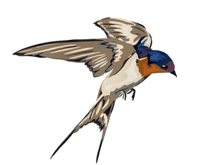 Eastern Blue bird, Robin bird drawing, red breasted bird illustration, Flying Bird JPEG Isolated on White Background