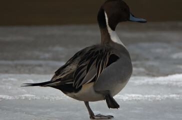 The northern pintail. 