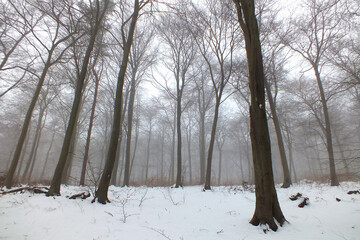 A snowy woodland in winter
