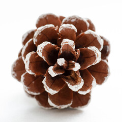 Close-up of a brown and white pine cone with snow
