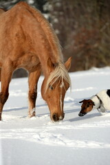 Goldenes Pferd im Schnee