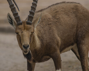 The Nubian ibex (Capra nubiana) where live in negva desert