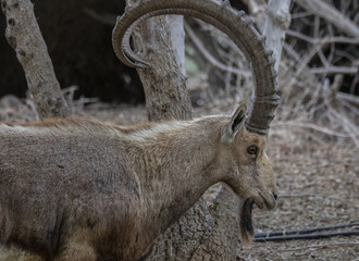 The Nubian ibex (Capra nubiana) where live in negva desert
