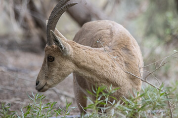 The Nubian ibex (Capra nubiana) where live in negva desert