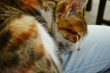 Gato-Cat