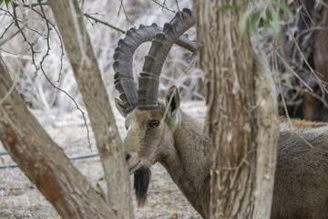 The Nubian ibex (Capra nubiana) where live in negva desert