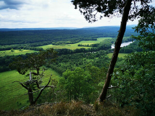 vineyard in the morning