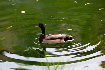 Drake swims in the pond