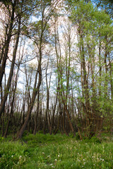 Fototapeta premium Trunks of trees in the forest