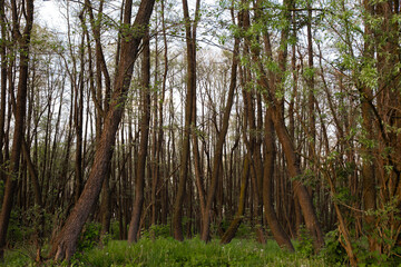 Fototapeta premium Trunks of trees in the forest