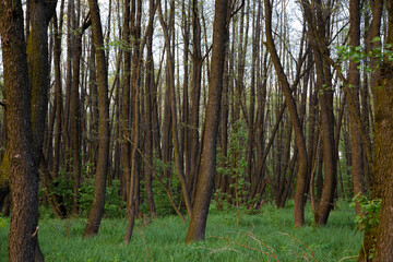 Trunks of trees in the forest