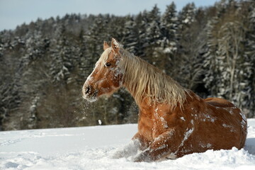 Goldenes Pferd im Schnee