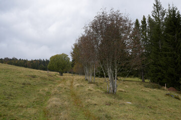 Obraz premium terre agricole au milieu de la Forêt-Noire - Allemagne