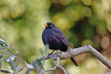 detail of blackbird near a canal
