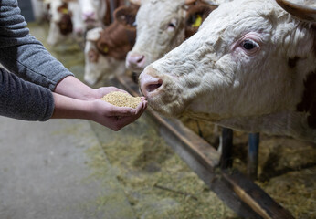 Farmer holding dry food for cows