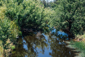 river in the woods