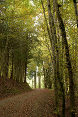 chemin aux couleurs automnales en forêt