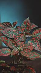 Green leaves with red dots. Plant. Ornamental plant