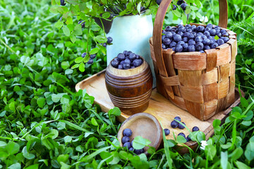 Ripe blueberries in basket on tray on background of greenery.