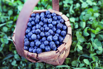 Fresh berries with leaves in basket. Harvesting blueberry