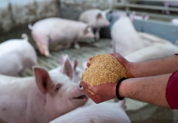 Fotobehang Farmer holding dry food for pigs in hands © Budimir Jevtic