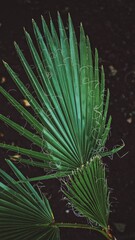 Fan palm on the background. Green leaf. Ornamental plant