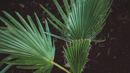Fan palm on the background. Green leaf. Ornamental plant