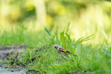 Green and yellow finch, songbird, sitting in the grass by the water. From the finch family