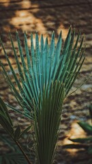 Obraz premium Fan palm on the background. Green leaf. Ornamental plant