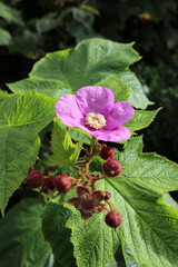 Pink flower and buds of Thimbleberry or Rubus odoratus
