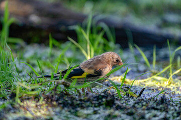 Close-up of a finch sitting in the grass. A pool of water in the green grass. Detailed bird