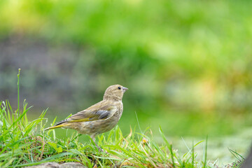 Close-up of a finch running in the grass. A pool of water in the green grass. Detailed in the bird