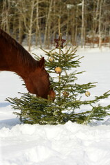 Pferdeweihnacht. Pferde auf der winterlichen Koppel mit Weihnachtsbaum