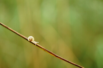 Macro photography of white transparent snail on twig with green background and copy space