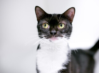 A black and white shorthair cat looking to the side with a funny expression