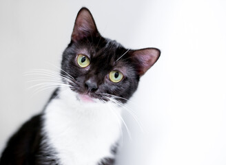 A cute black and white shorthair cat looking at the camera with a head tilt and curious expression