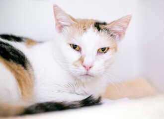 A Calico shorthair cat lying down and looking at the camera with a cranky expression
