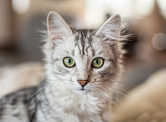 Closeup of adorable grey and white kitten with green eyes