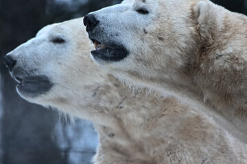 Polar bears. Warsaw ZOO